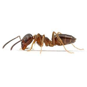 Ants | Seaport Pest Solutions