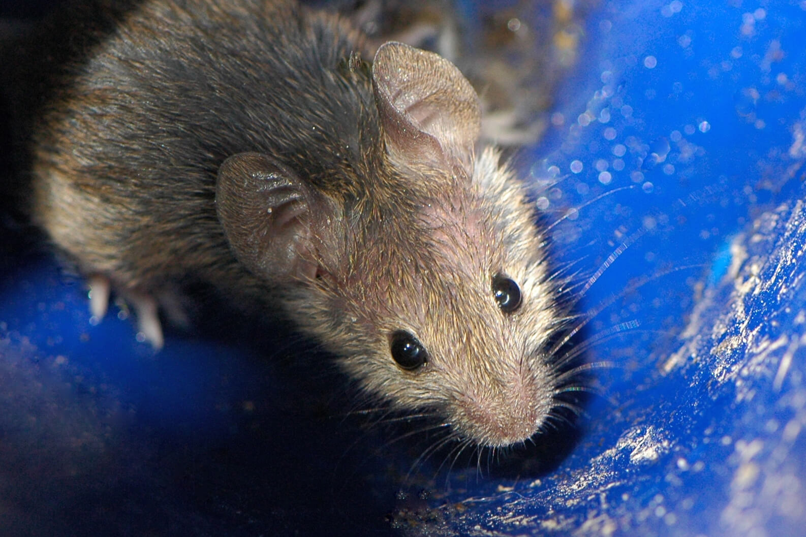 house-mouse-2