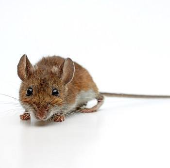 mouse_sq-1