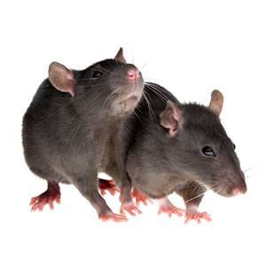pest-rats